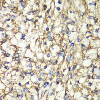 IHC-plus™ PTGES2 Antibody