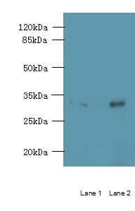 RTP4 / IFRG28 Antibody
