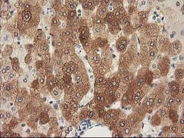 NHEJ1 / XLF Antibody (clone OTI3E6)