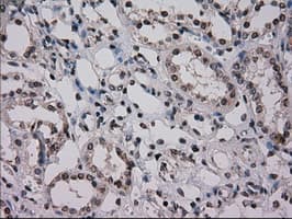 NRBP1 / NRBP Antibody (clone OTI4C1)