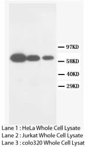 MMP16 Antibody (C-Terminus)