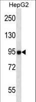 Monoclonal Mouse anti-Human MASTL / GW Antibody (IF, WB)