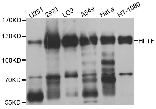 SMARCA3 / HLTF Antibody