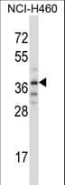 TRIM31 / RNF Antibody (aa279-307)