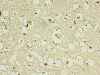 NPPB / BNP Antibody (clone 1E1F4)