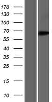 EEFSEC / EFSEC Protein (Over-Expression Lysate Myc-DDK (Flag))