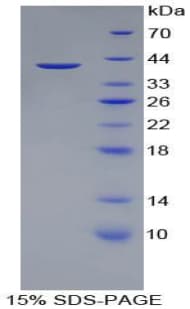 Pig Apolipoprotein A-II (Recombinant His-GST)