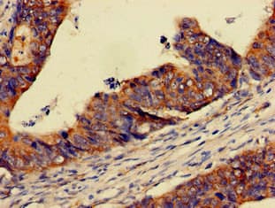 PER3 Antibody