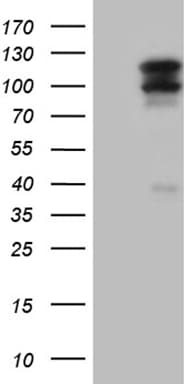 OTUD7B / Cezanne Antibody (aa449-729, clone OTI2E2, Carrier-free)