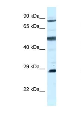 AK7 / Adenylate Kinase 7 Antibody (aa604-653)