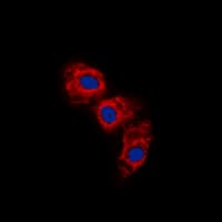 Polyclonal Rabbit anti-Human GFAP Antibody (N-Terminus, IHC, IF, WB)