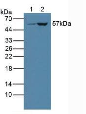 CYP3A4 / Cytochrome P450 3A4 Antibody (aa344-497, Biotin)