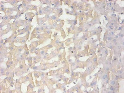 Monoclonal Mouse anti-Human AMBP Antibody (WB)