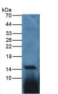 IL17 Antibody (aa25-168)