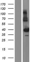 SCML1 Protein (Over-Expression Lysate Myc-DDK (Flag))