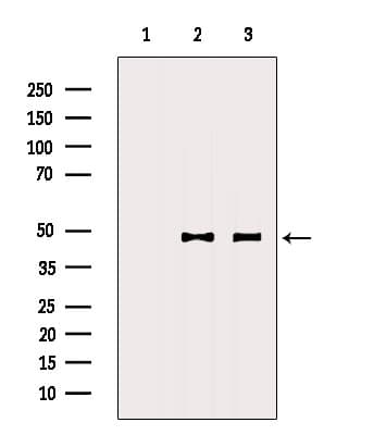 DNAJA2 Antibody