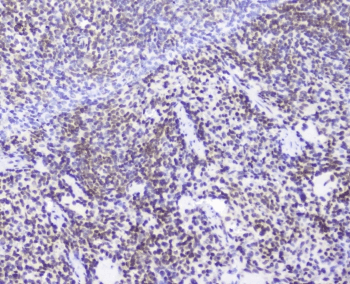 AHR Antibody