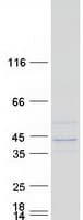 Human B4GALT4 Protein (Recombinant Myc-DDK (Flag))