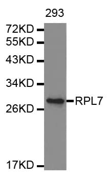 Polyclonal Rabbit anti-Human RPL7 / Ribosomal Protein L7 Antibody (WB)