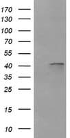 PARVA Antibody (clone OTI1C11)