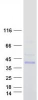 Human GINM1 / C6orf72 Protein (Recombinant Myc-DDK (Flag))