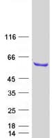 Human RBM46 Protein (Recombinant Myc-DDK (Flag))