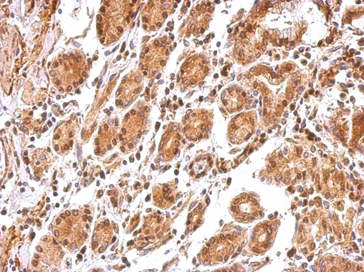 BCL2L12 Antibody (aa210-334)