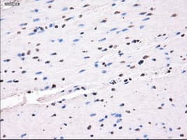 SLC7A8 / LAT2 Antibody (clone OTI7D6)