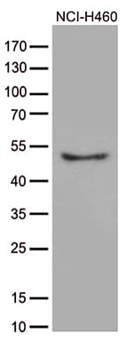 CRLF3 Antibody (clone OTI2H3)