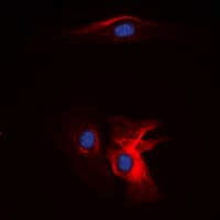 Complement C1QB Antibody (C-Terminus)