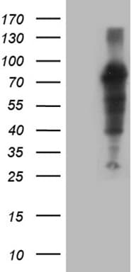 Monoclonal Mouse anti-Human ZFP37 Antibody (clone OTI2F2, WB)