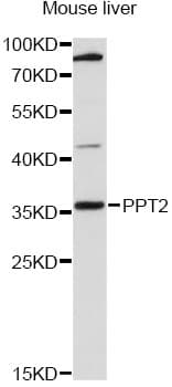 PPT2 Antibody
