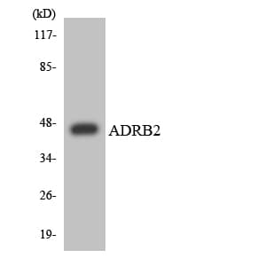ADRB2 Antibody (aa329-378)