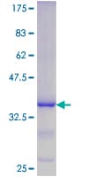Human DUSP11 Protein (Recombinant GST, N-terminus)