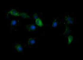 KLK8 / Kallikrein 8 Antibody (clone OTI1F9, Carrier-free)