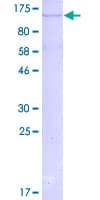 Human MAPK7 / ERK5 Protein (Recombinant GST)