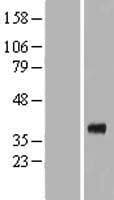 RNLS / Renalase Protein (Over-Expression Lysate Myc-DDK (Flag))