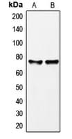 GAB2 Antibody (Internal)