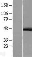 MAPK3 / ERK1 Protein (Over-Expression Lysate Myc-DDK (Flag))
