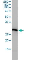 PSMA4 Antibody (clone 2A10-E4)