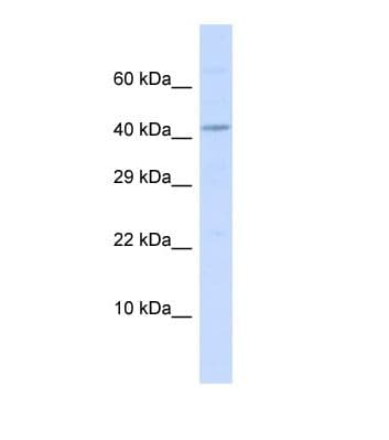 BMP10 Antibody (aa346-395)
