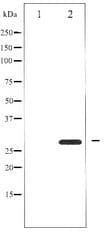 YWHAZ / 14-3-3 Zeta Antibody
