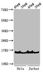 Polyclonal Rabbit anti-Human HIST1H3A Antibody (IF, WB)