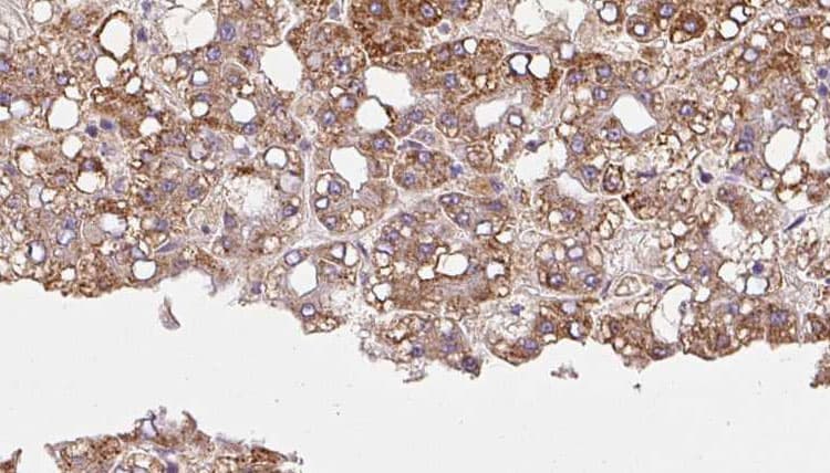 HRH4 / Histamine H4 Receptor Antibody