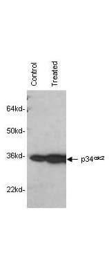 CDK1 / CDC2 Antibody (clone POH-1)