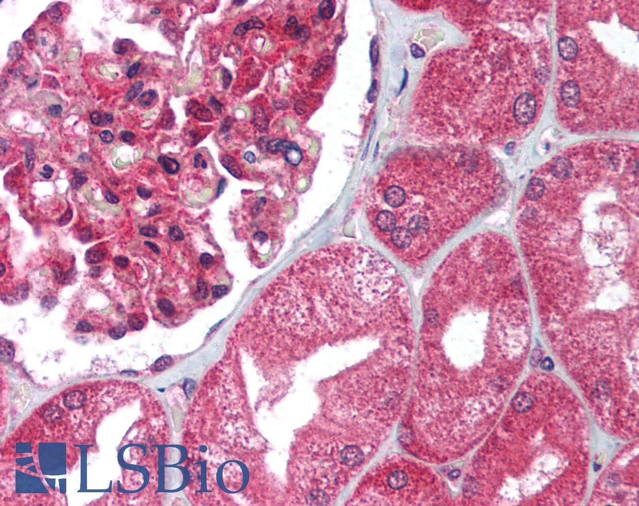 IHC-plus™ UNG / Uracil DNA Glycosylase Antibody