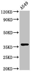 Polyclonal Rabbit anti-Human ZNF488 Antibody