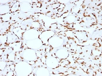 Histone H1 Antibody (clone HH1/957, Ready-to-Use)