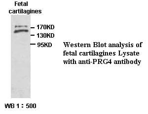 Proteoglycan 4 / Lubricin Antibody