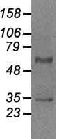 Monoclonal Mouse anti-Human GAD1 / GAD67 Antibody (clone OTI3G9, IHC, WB)